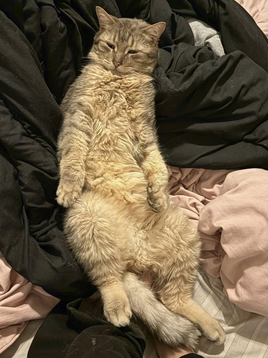 Quinn, a ADOPTABLE Domestic Short Hair in Montreal, QC image 2/6