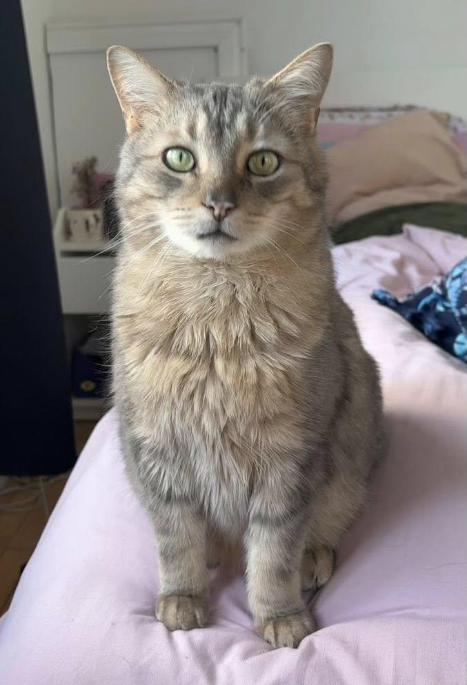 Quinn, ADOPTABLE, Adult Male Domestic Short Hair.