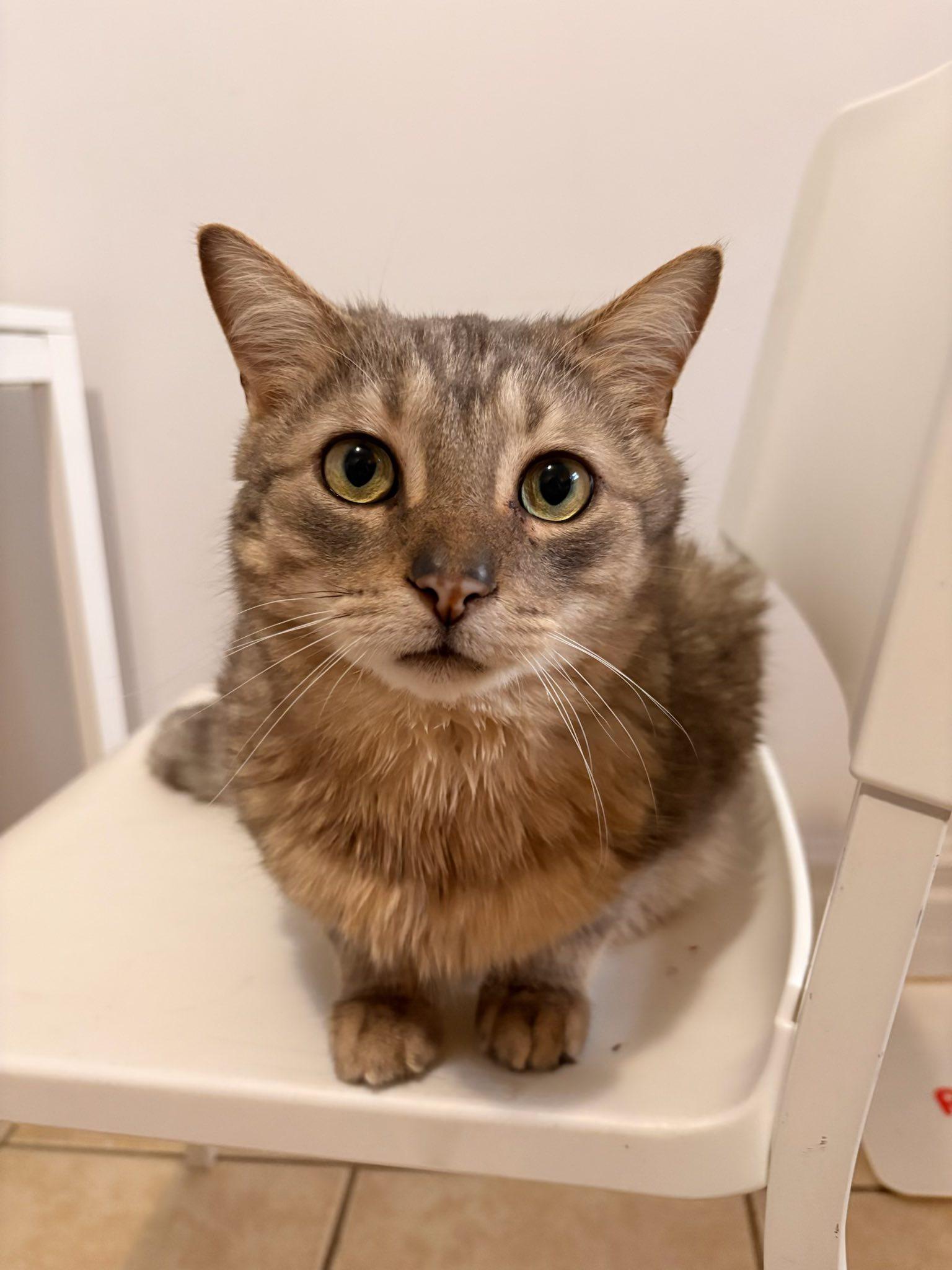 Quinn, a ADOPTABLE Domestic Short Hair in Montreal, QC image 5/6