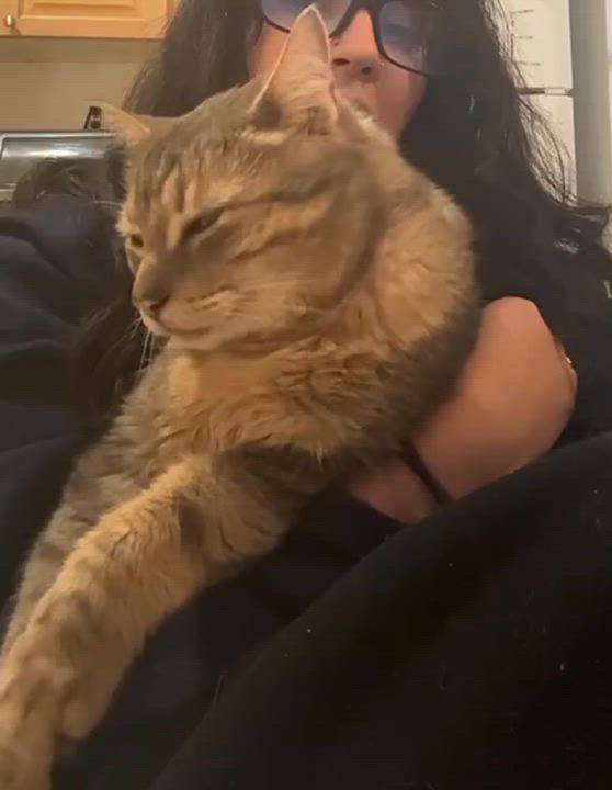 Enlarge Quinn, a ADOPTABLE Domestic Short Hair in Montreal, QC video 6/6