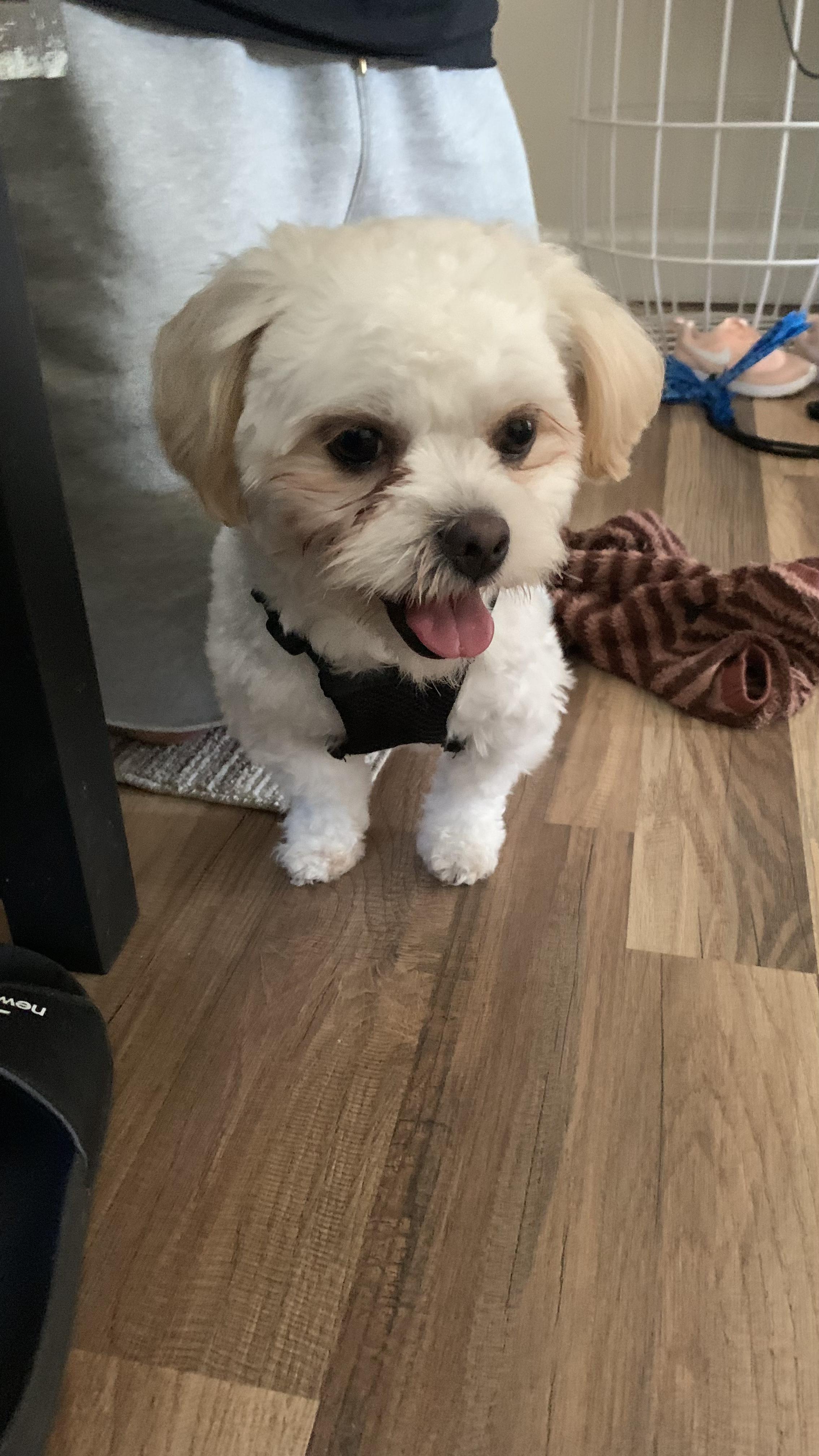 Freddy, adoptable, Young Male Maltese & Shih Tzu.