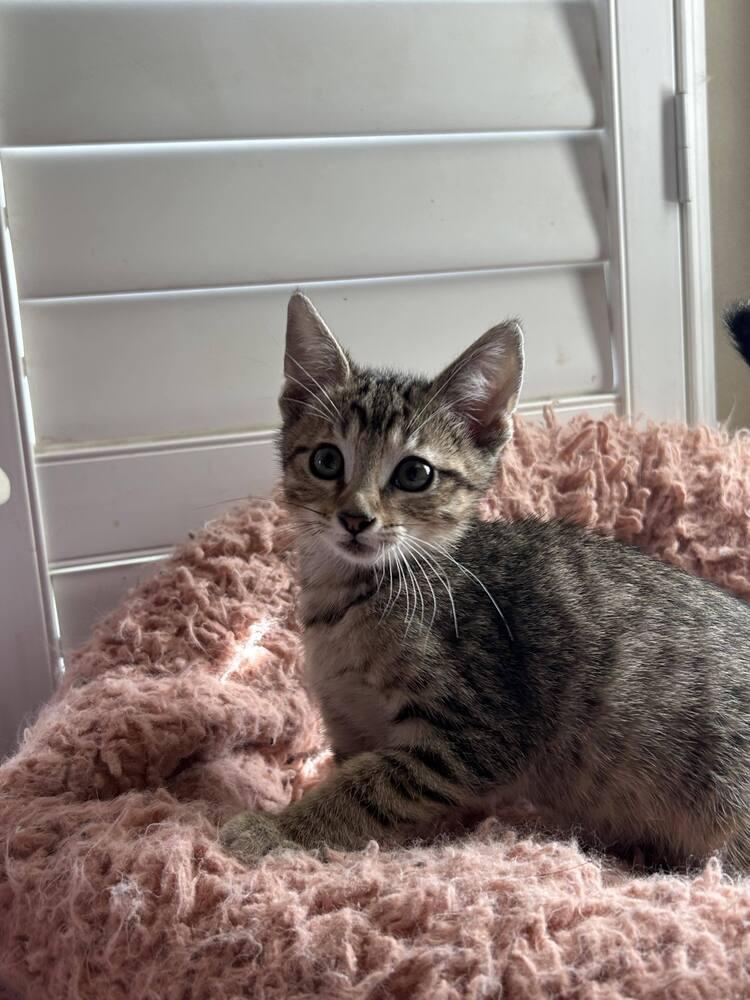 Alek, Adopted, Kitten Male Tabby.