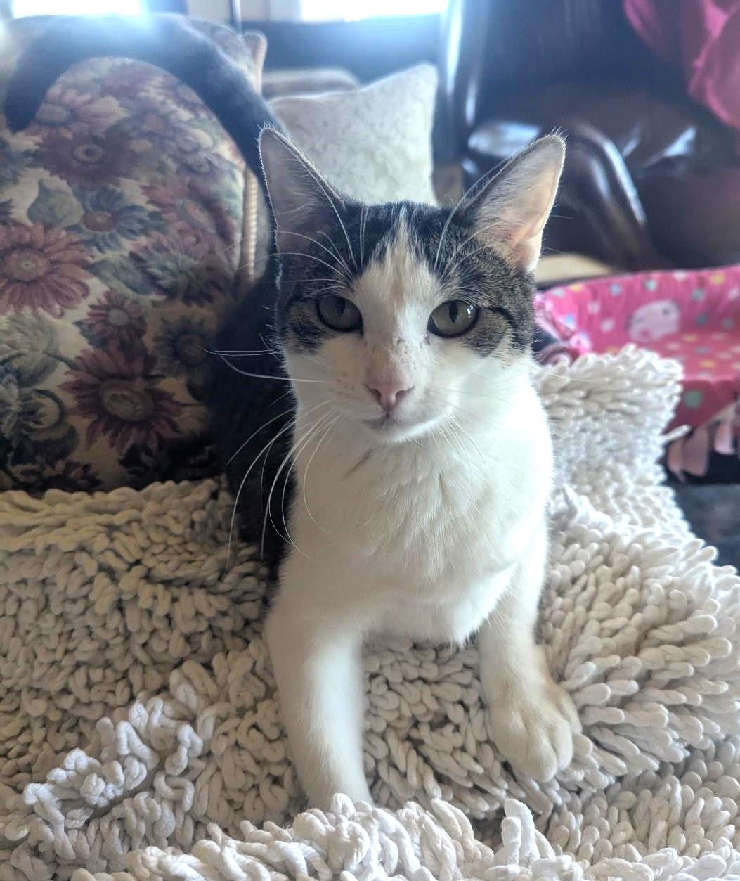 PRINCESS - SWEET & SASSY PLAYFUL JUVENILE, adopted, Young Female Tabby & Domestic Short Hair.