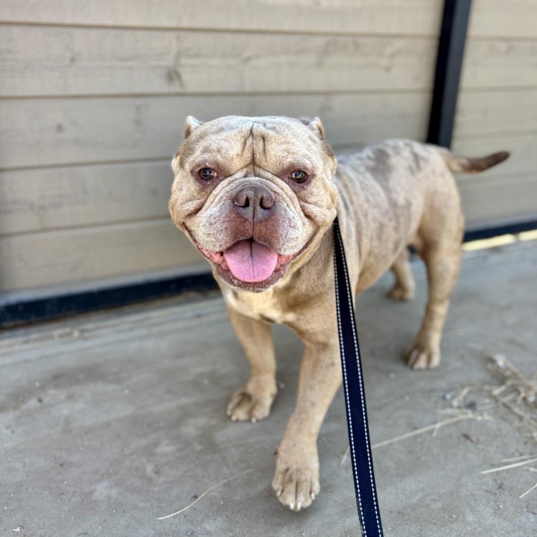 Enlarge Apollo, a Adoptable mixed breed in Santa Ana, CA image 3/6