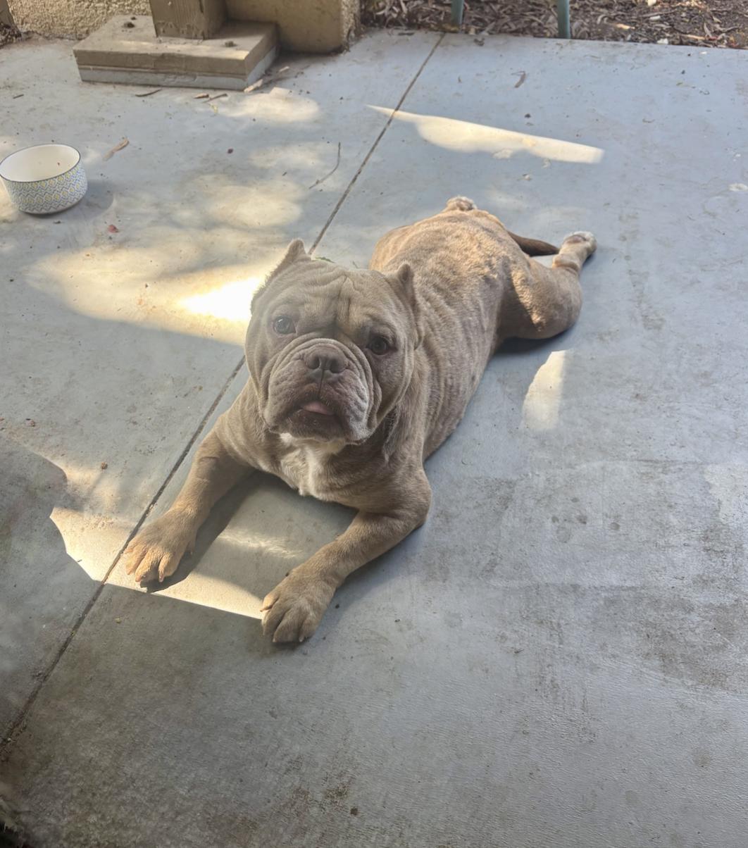 Enlarge Apollo, a Adoptable mixed breed in Santa Ana, CA image 6/6