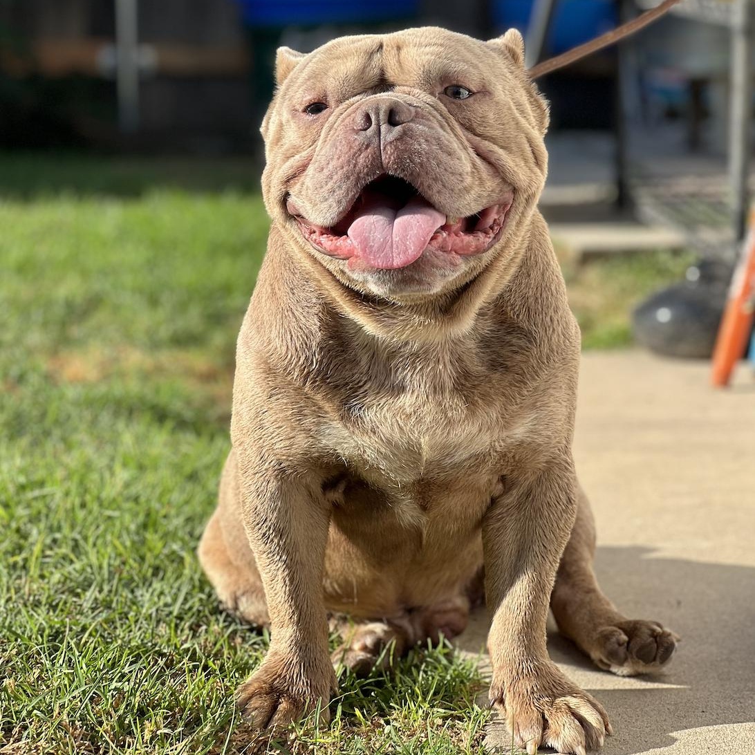 Enlarge Apollo, a Adoptable mixed breed in Santa Ana, CA image 1/6