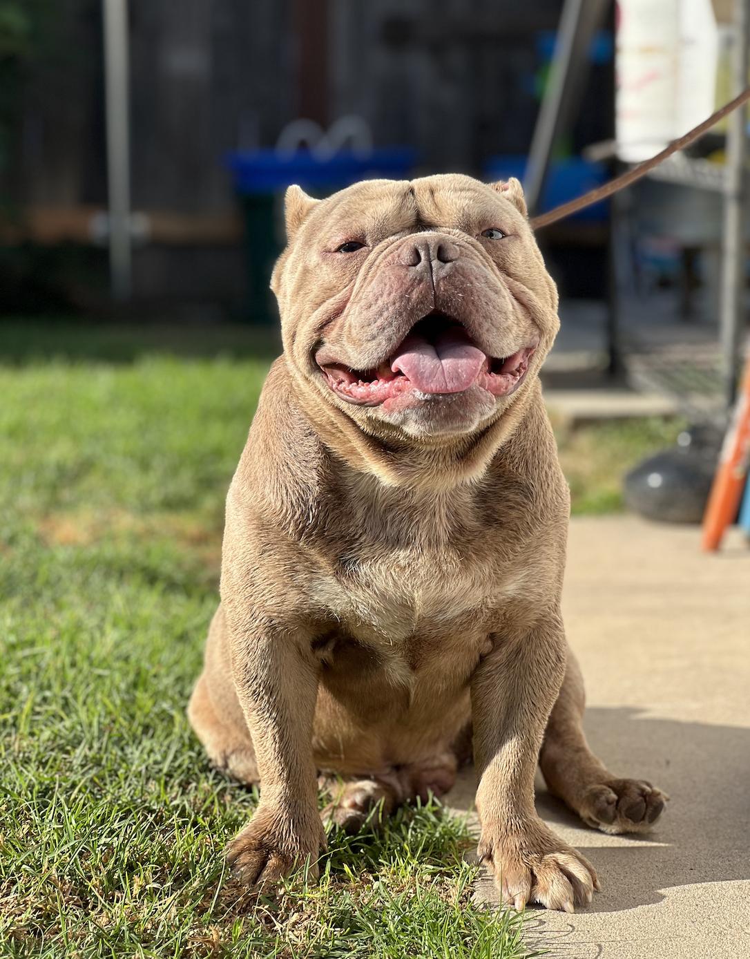 Enlarge Apollo, a Adoptable mixed breed in Santa Ana, CA image 5/6