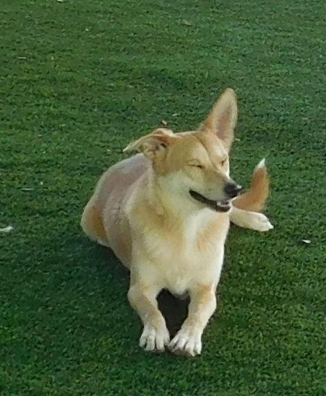 Biscuit, Adoptable, Senior Female Terrier & Labrador Retriever.