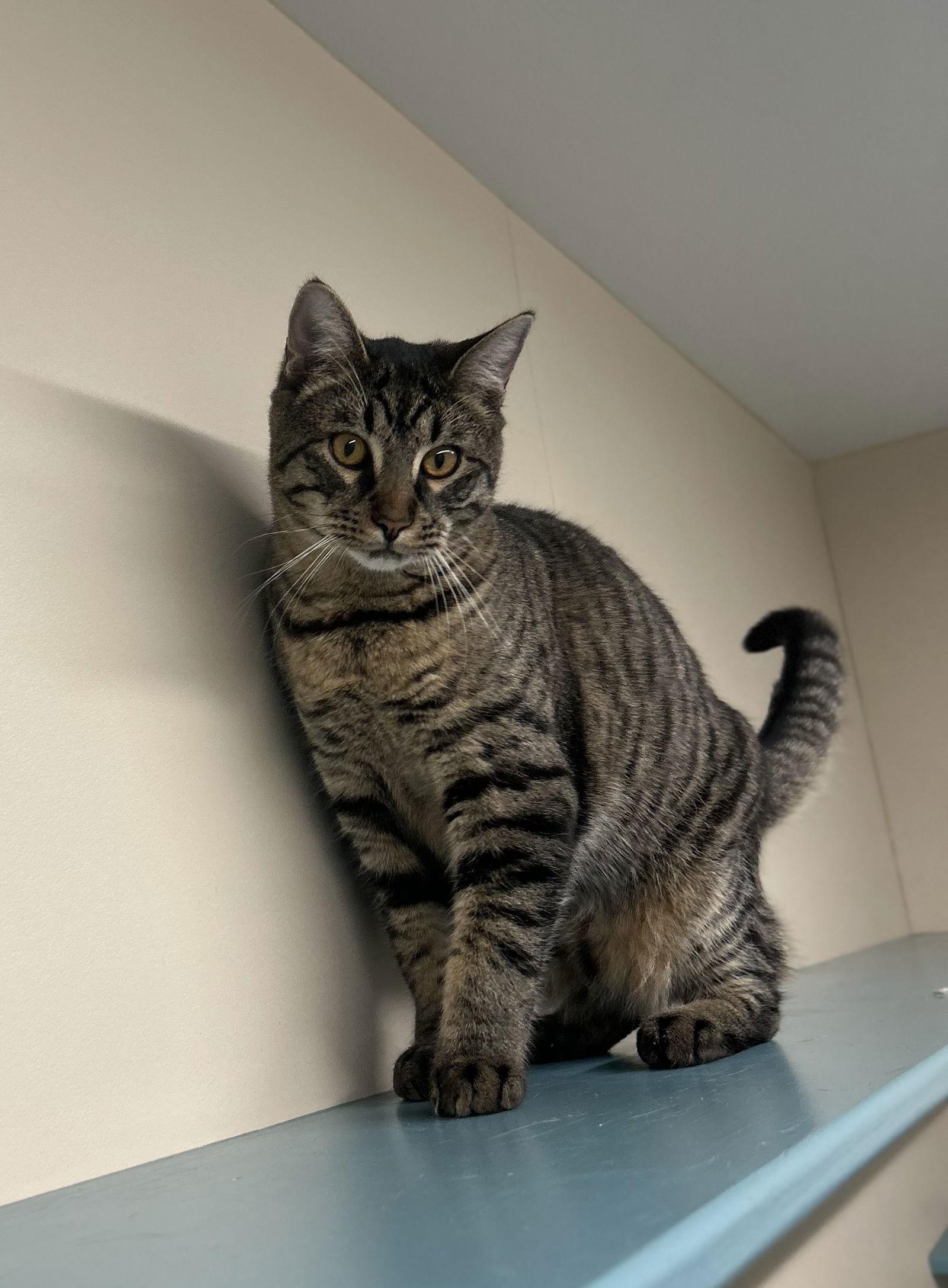 Enlarge Morpheus, a Adoptable Domestic Short Hair in Arlington, VT image 1/3