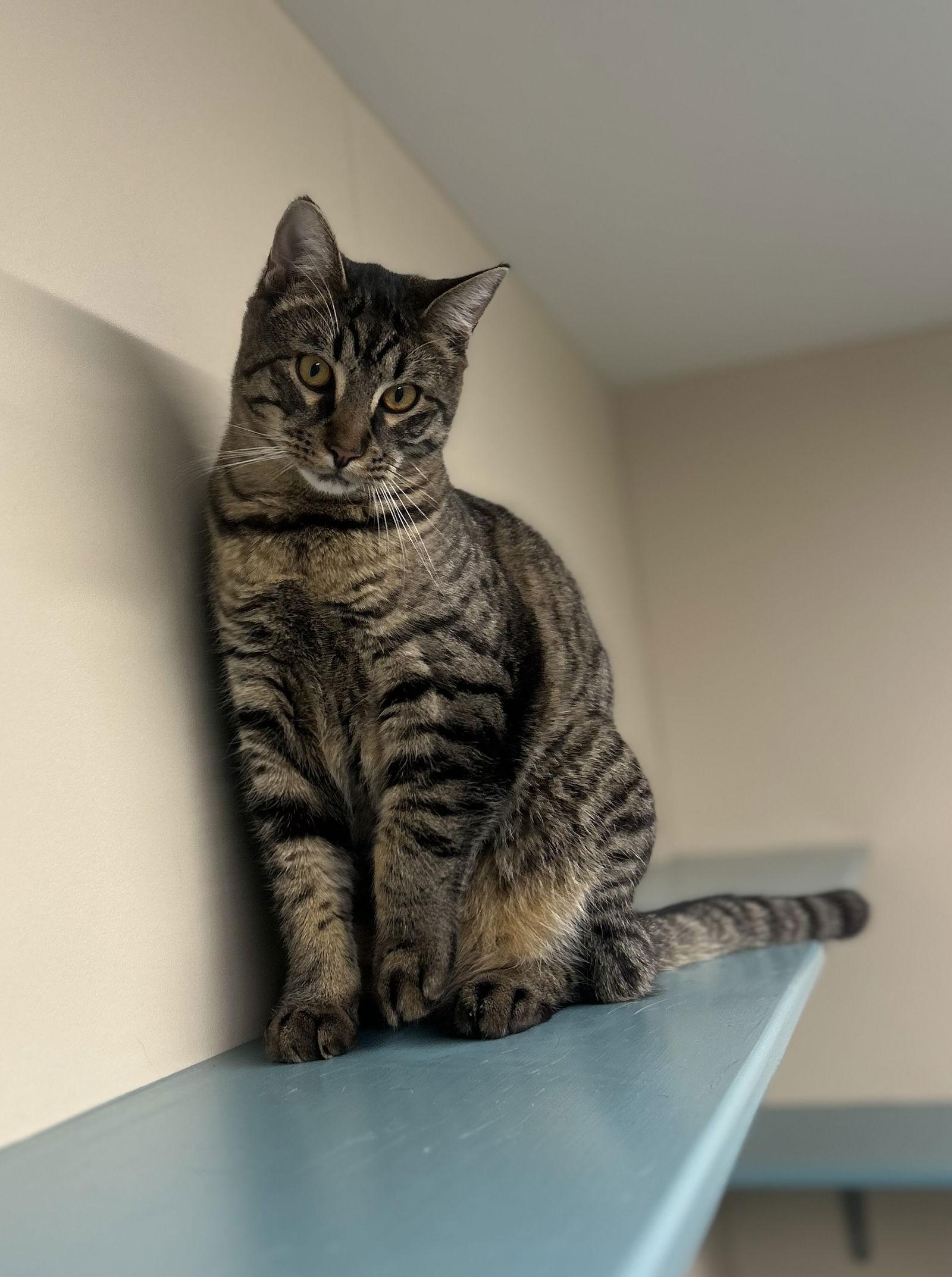 Enlarge Morpheus, a Adoptable Domestic Short Hair in Arlington, VT image 2/3