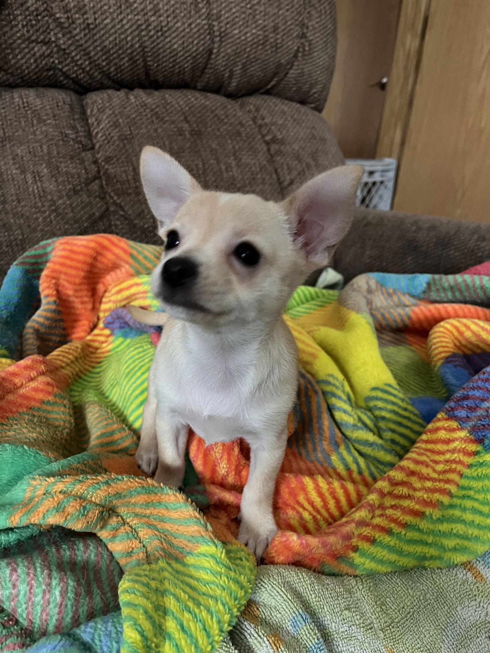 Tabitha, Adoptable, Puppy Female Chihuahua.