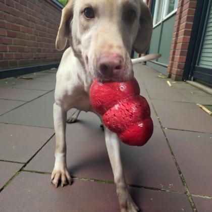 Mandy, Adoptable, Adult Female Labrador Retriever.