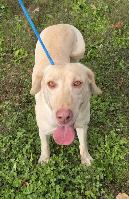 Enlarge Mandy, a Adoptable Labrador Retriever in Malvern, PA image 2/3