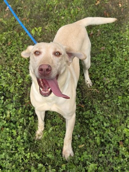Enlarge Mandy, a Adoptable Labrador Retriever in Malvern, PA image 3/3