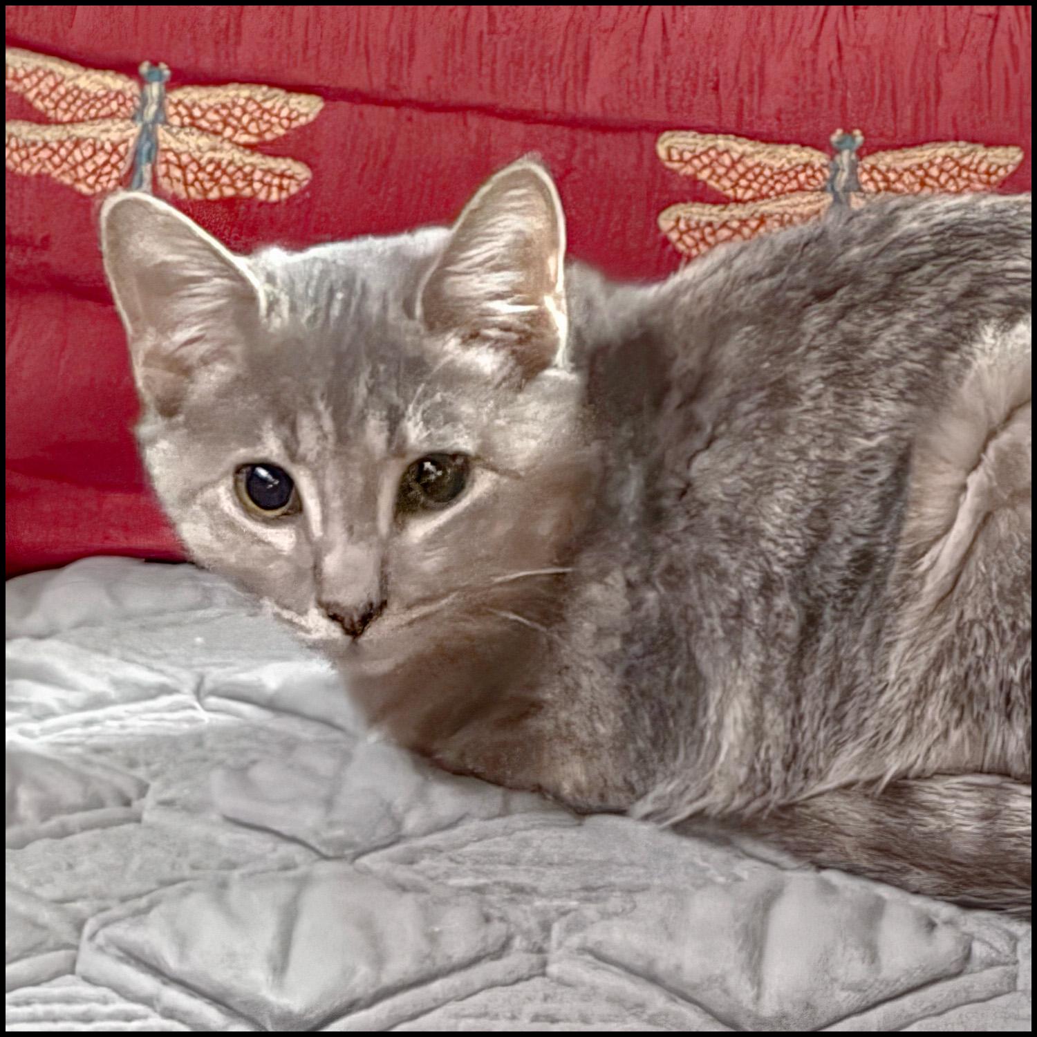 Enlarge Grabel, a Adoptable mixed breed in Roswell, GA image 1/3