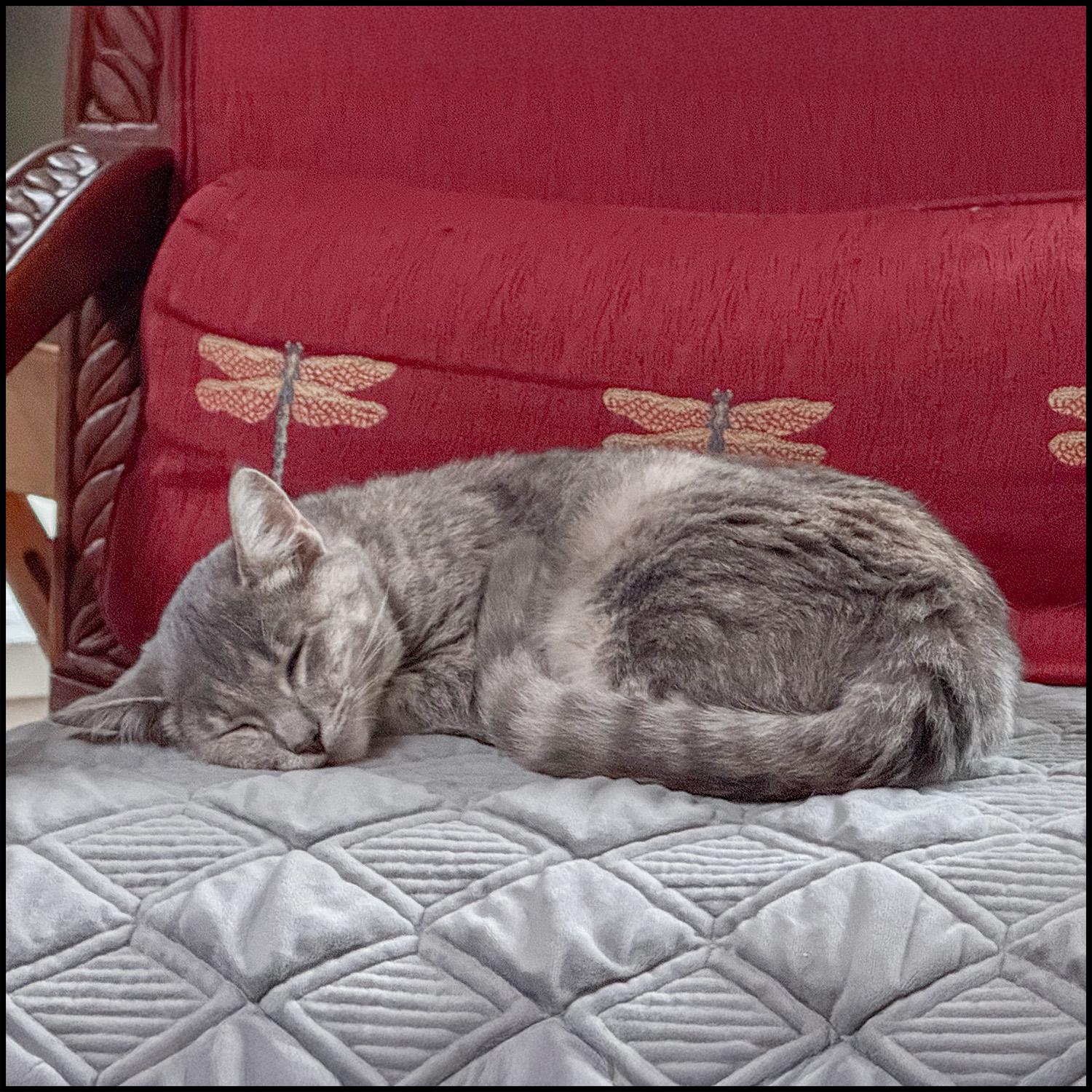 Enlarge Grabel, a Adoptable mixed breed in Roswell, GA image 2/3