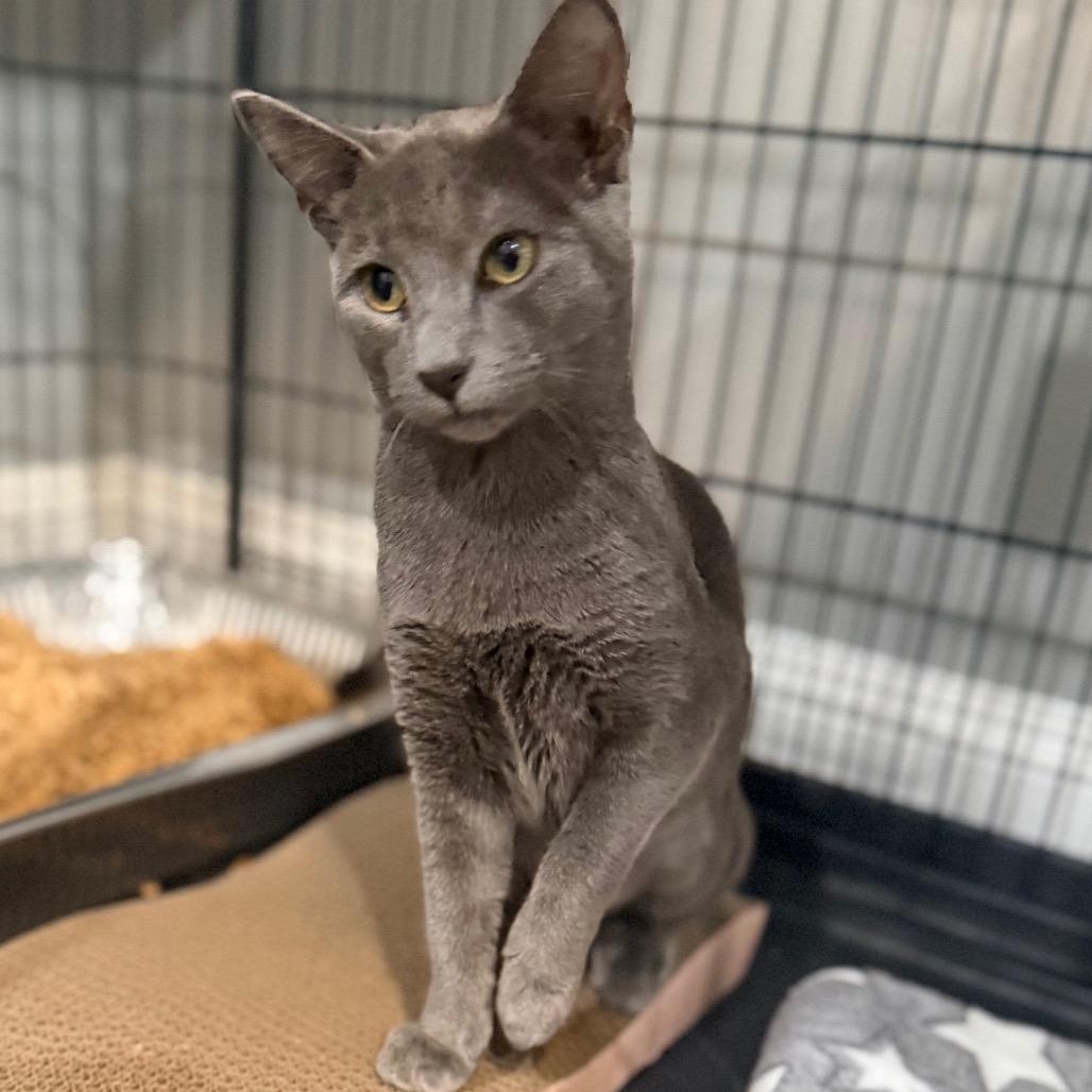 Enlarge Bopsy, a Adopted Domestic Short Hair in Port Neches, TX image 1/5