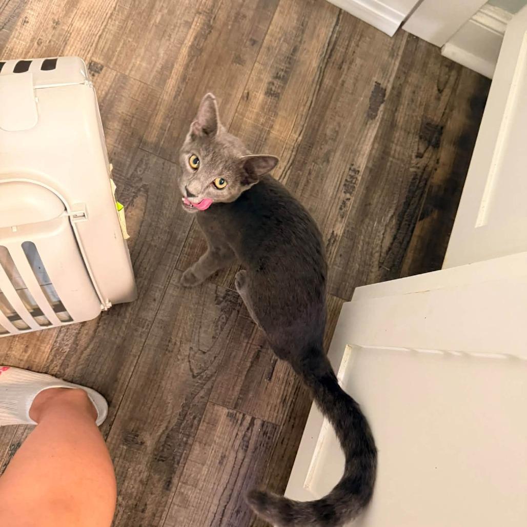 Enlarge Bopsy, a Adopted Domestic Short Hair in Port Neches, TX image 2/5