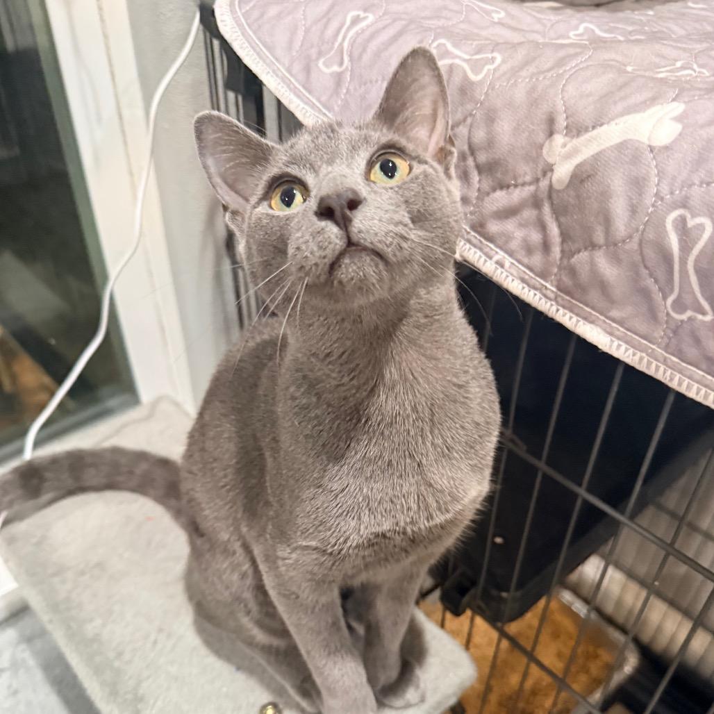 Enlarge Bopsy, a Adopted Domestic Short Hair in Port Neches, TX image 3/5