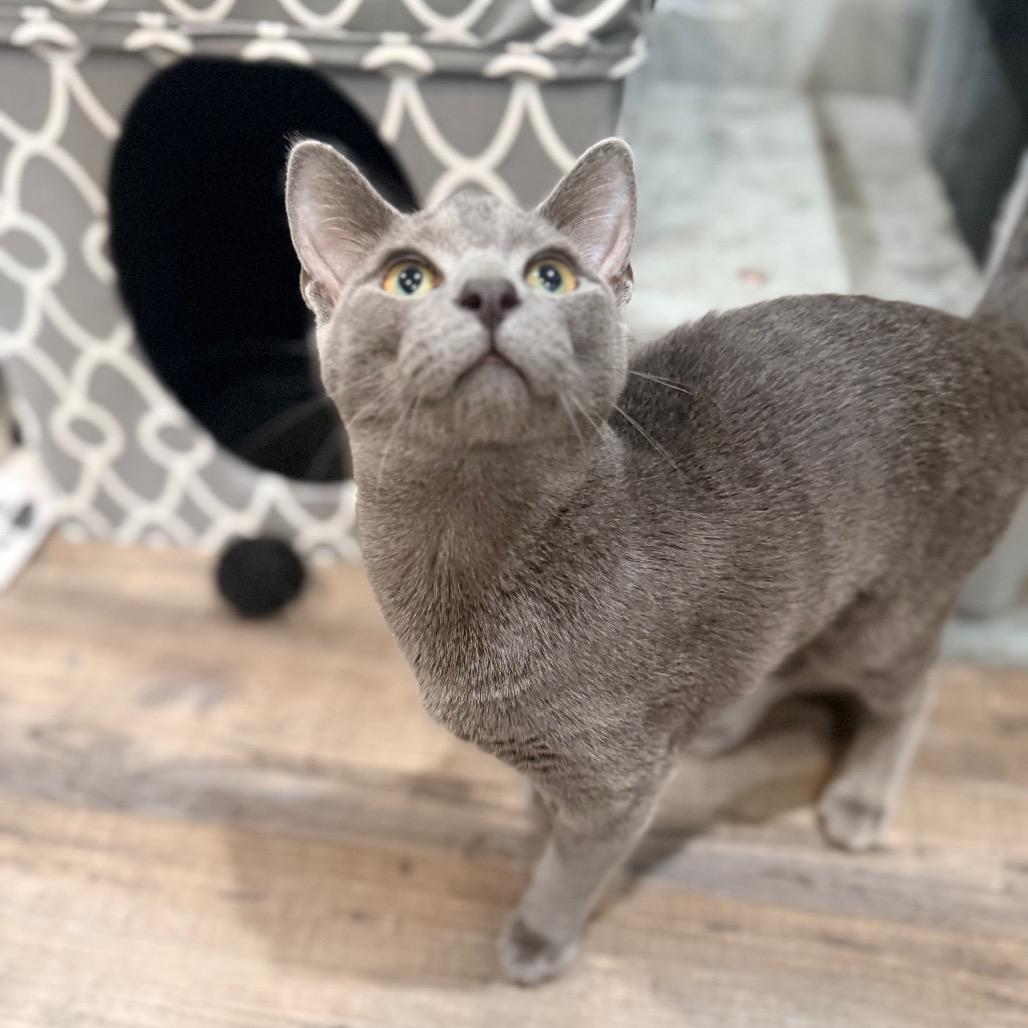 Enlarge Bopsy, a Adopted Domestic Short Hair in Port Neches, TX image 4/5