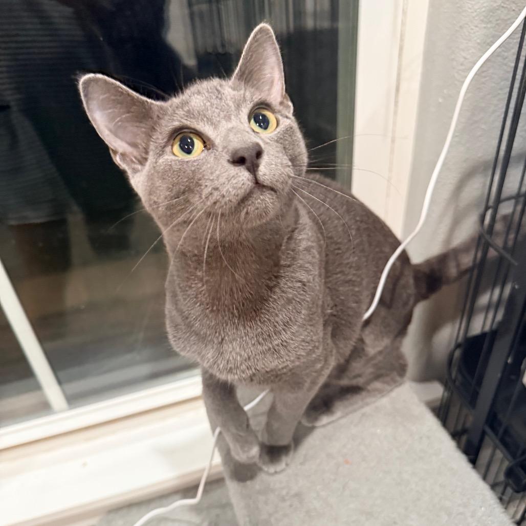Enlarge Bopsy, a Adopted Domestic Short Hair in Port Neches, TX image 5/5