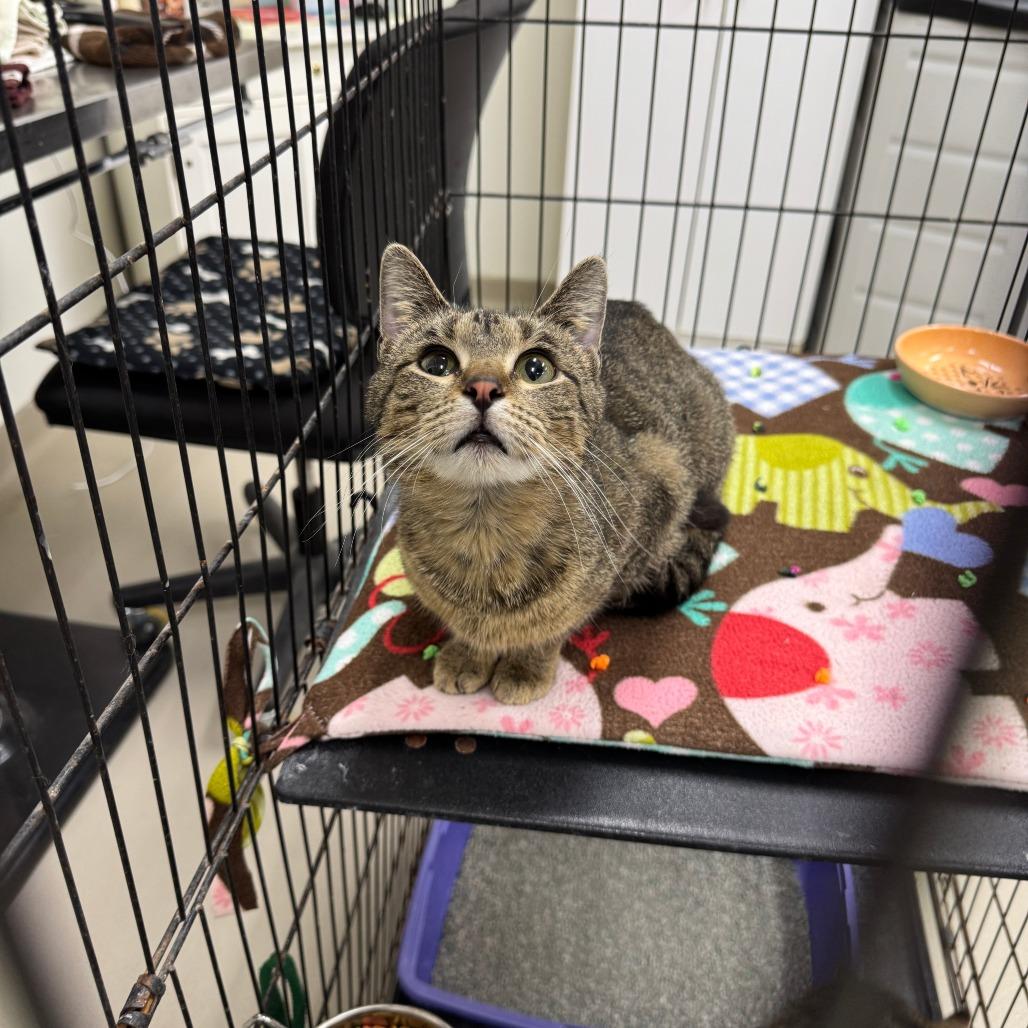 Enlarge Sunny, a Adoptable Domestic Short Hair in Redwood Falls, MN image 1/1