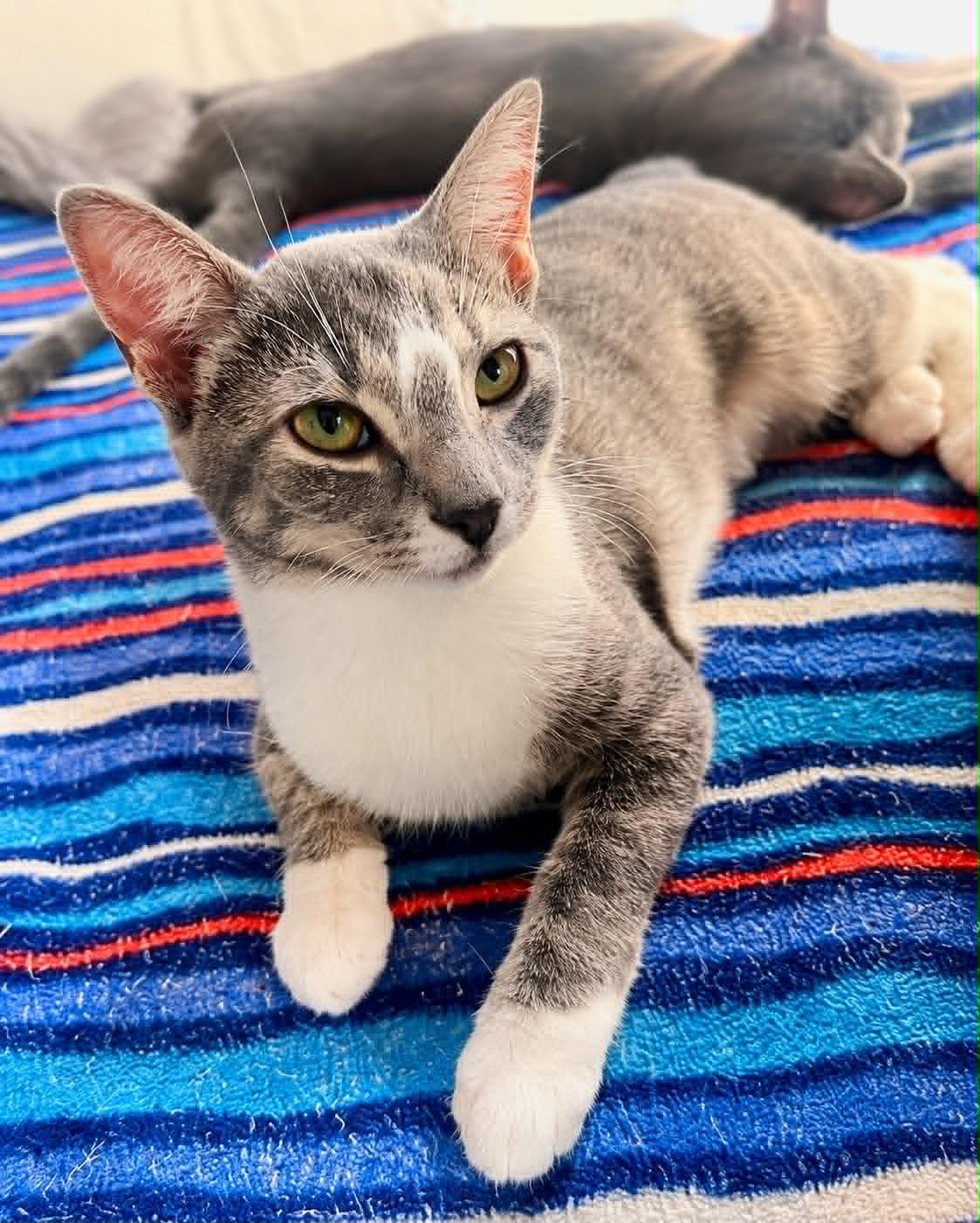Enlarge Manager, a Adoptable Domestic Short Hair in Rixeyville, VA image 2/3