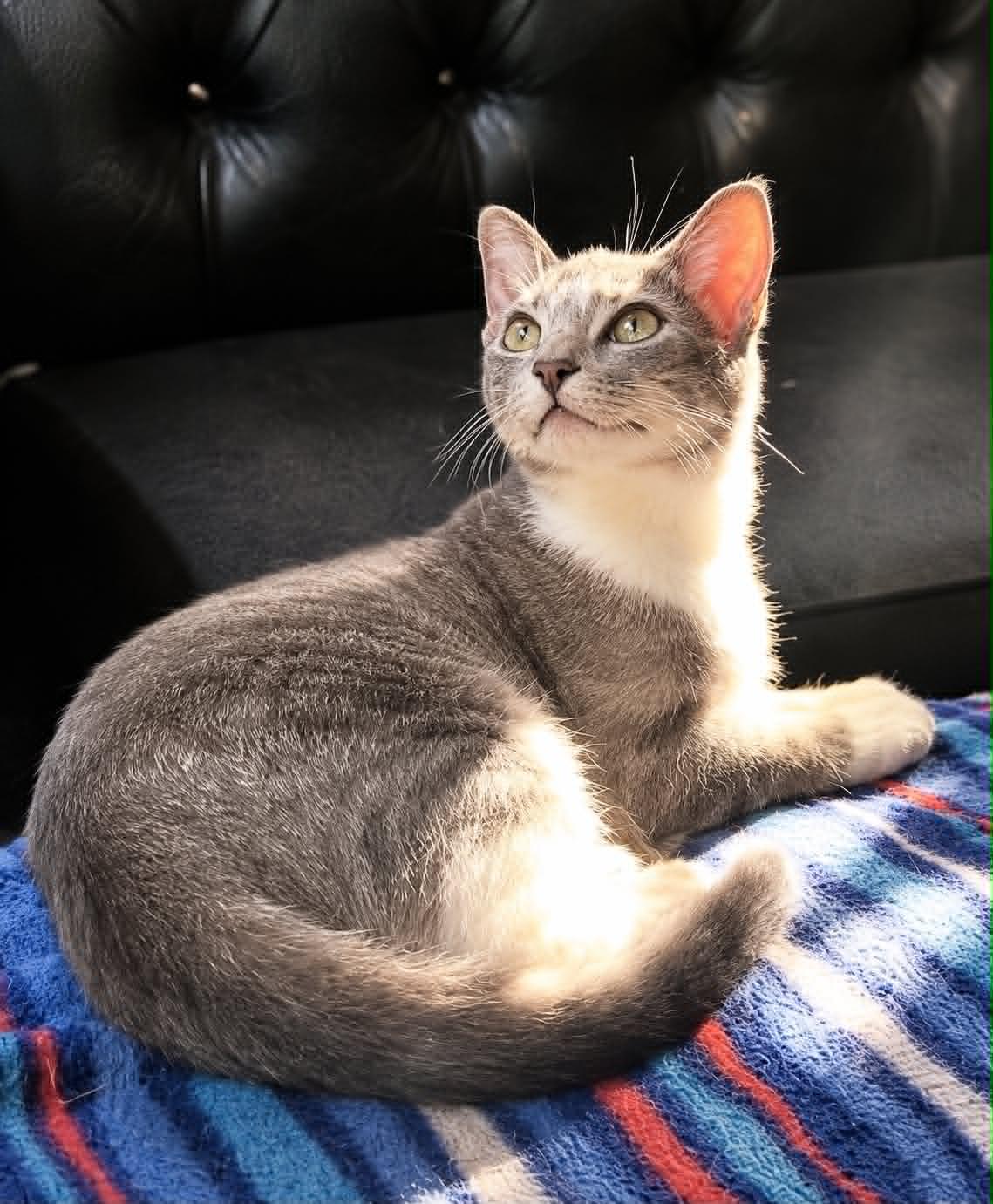 Enlarge Manager, a Adoptable Domestic Short Hair in Rixeyville, VA image 1/3