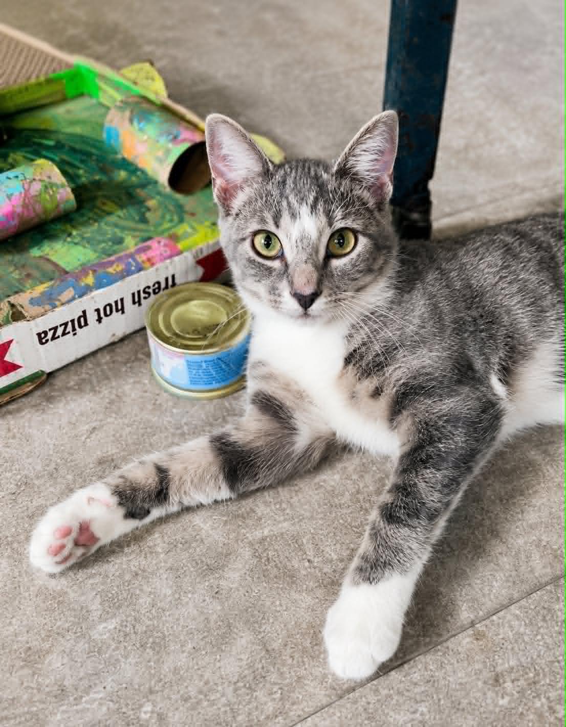 Enlarge Manager, a Adoptable Domestic Short Hair in Rixeyville, VA image 3/3