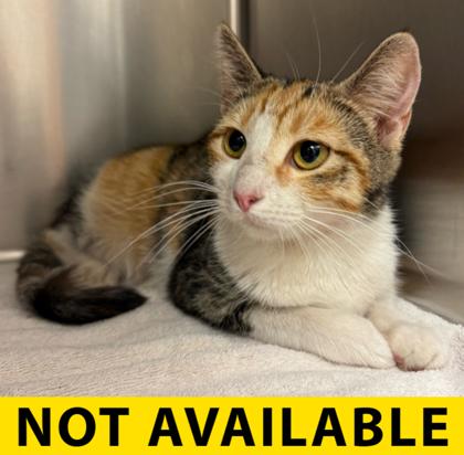 Ginger Rogers, Adoptable, Young Female Domestic Short Hair & Domestic Short Hair.