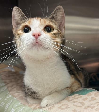 Enlarge Ginger Rogers, a Adoptable mixed breed in Eugene, OR image 2/3