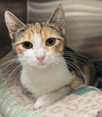 Enlarge Ginger Rogers, a Adoptable mixed breed in Eugene, OR image 3/3