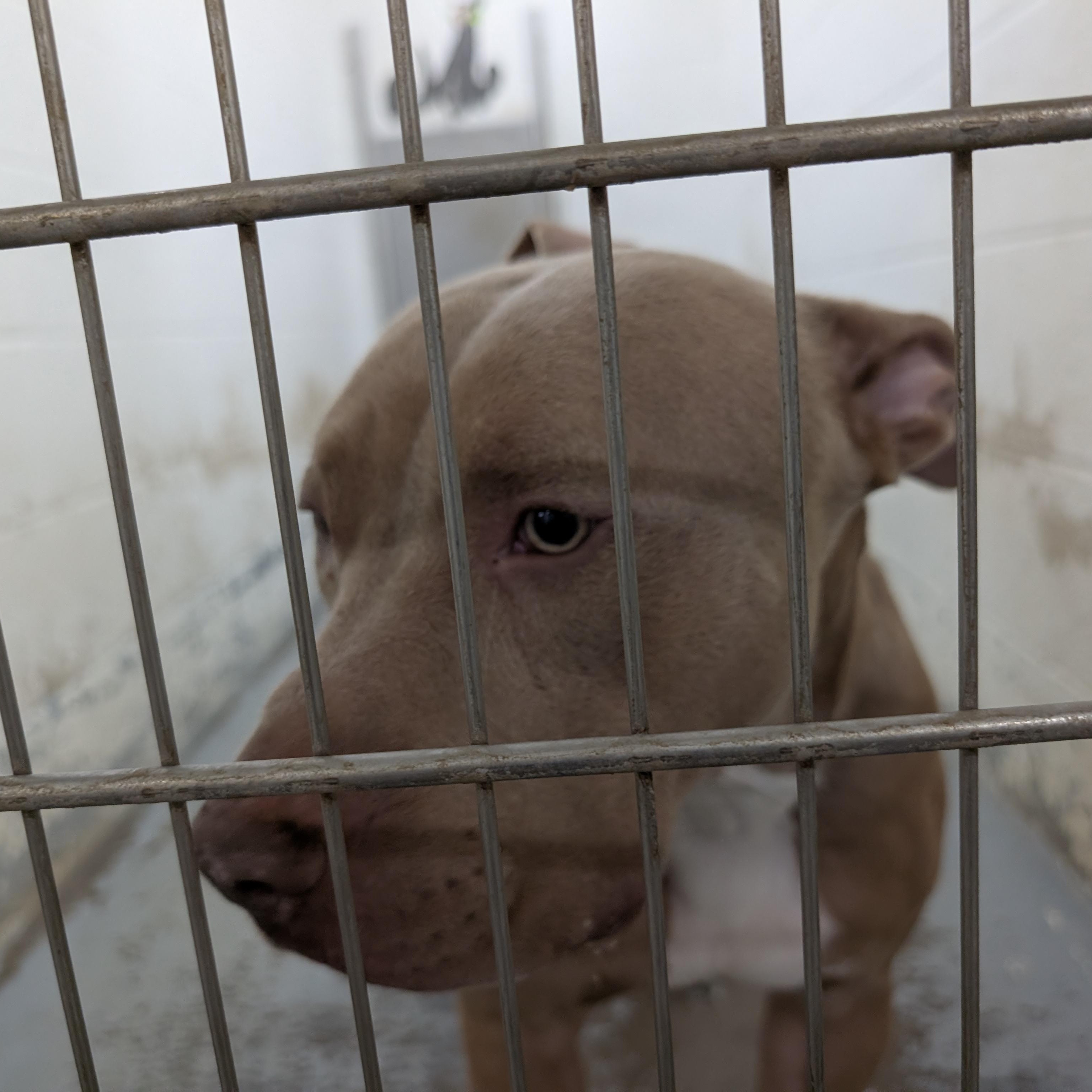 192194 LOOKING FOR OWNER, Adoptable, Adult Male Pit Bull Terrier.
