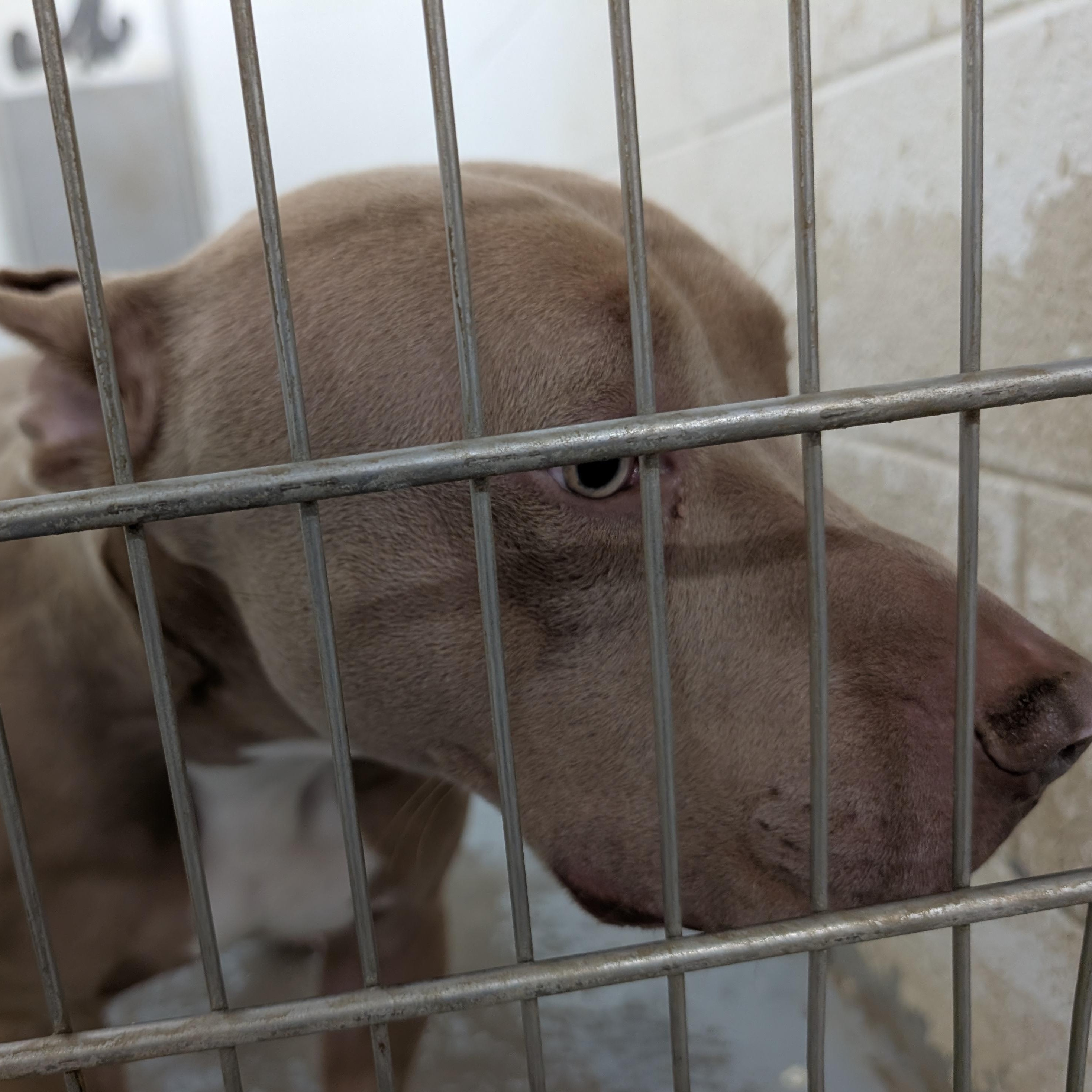 Enlarge 192194 LOOKING FOR OWNER, a Adoptable Pit Bull Terrier in Ravenna, OH image 3/3
