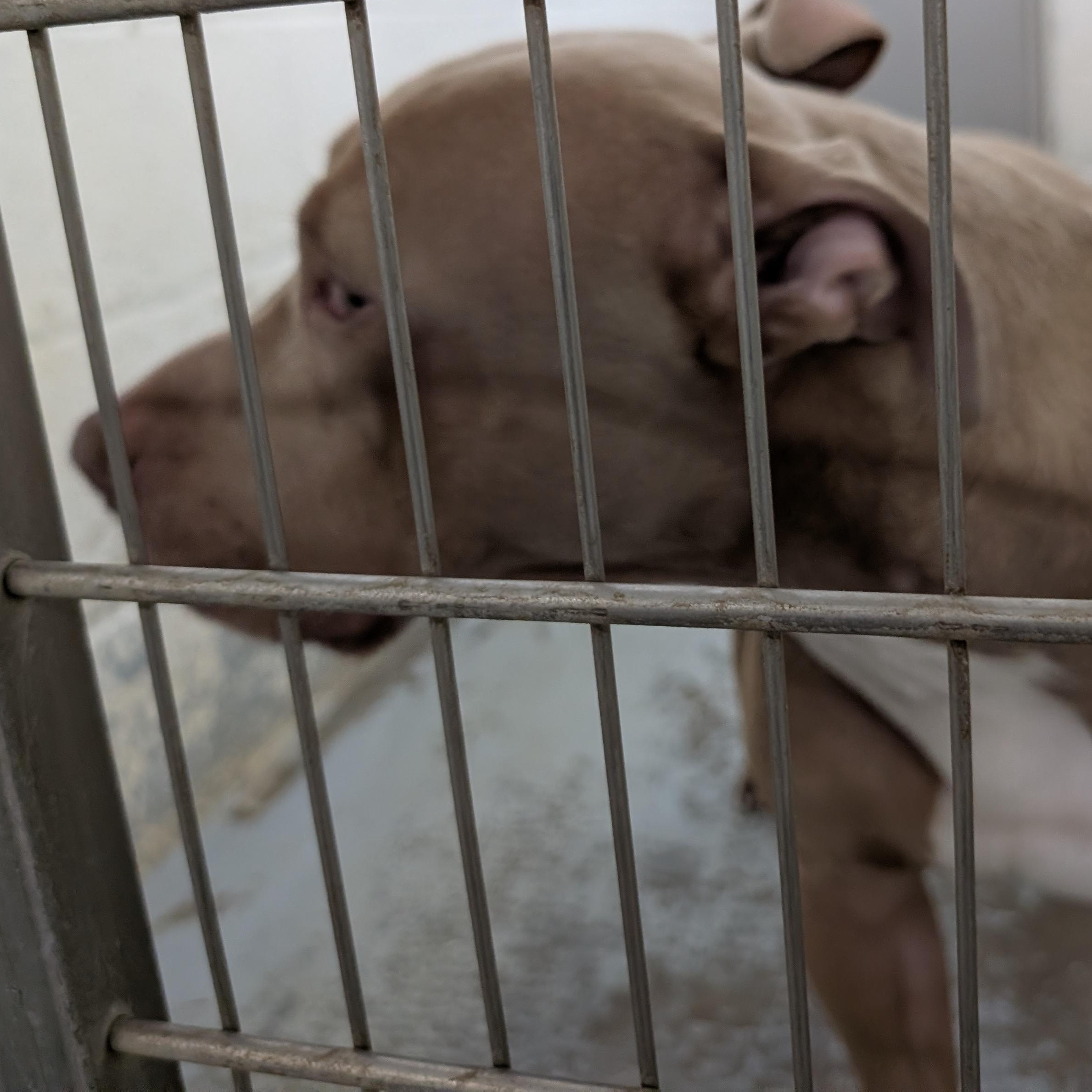 Enlarge 192194 LOOKING FOR OWNER, a Adoptable Pit Bull Terrier in Ravenna, OH image 2/3