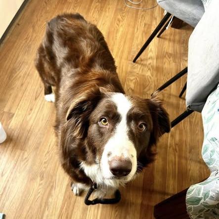 Tiesdale, Adoptable, Adult Female Australian Shepherd & Mixed Breed.