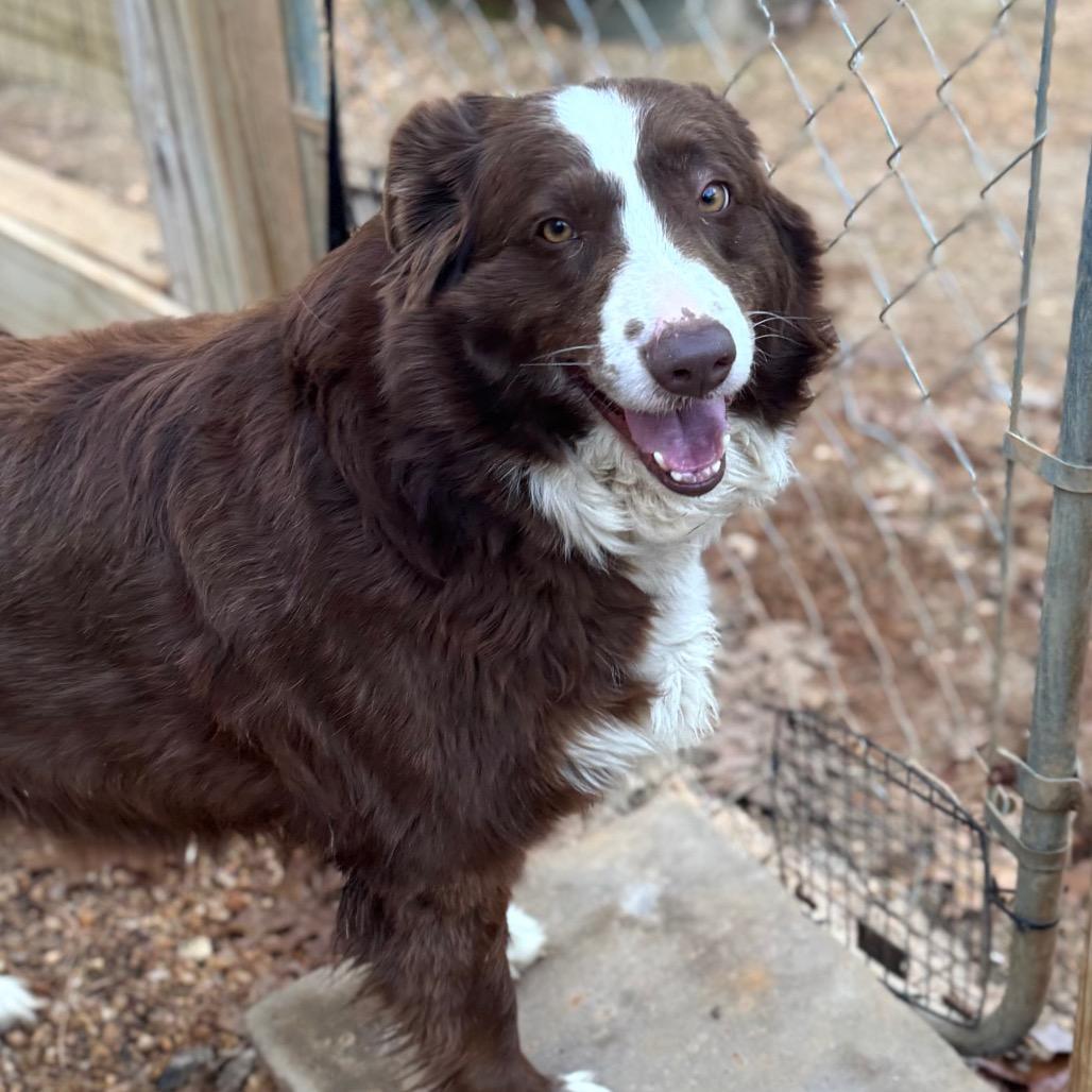 Enlarge Tiesdale, a Adoptable mixed breed in Fredericksburg, VA image 2/5