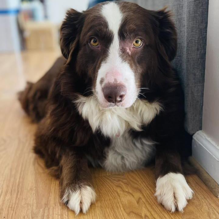 Enlarge Tiesdale, a Adoptable mixed breed in Fredericksburg, VA image 3/5