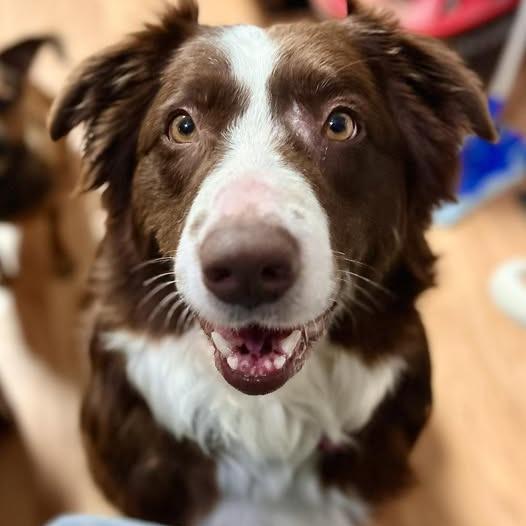 Enlarge Tiesdale, a Adoptable mixed breed in Fredericksburg, VA image 4/5