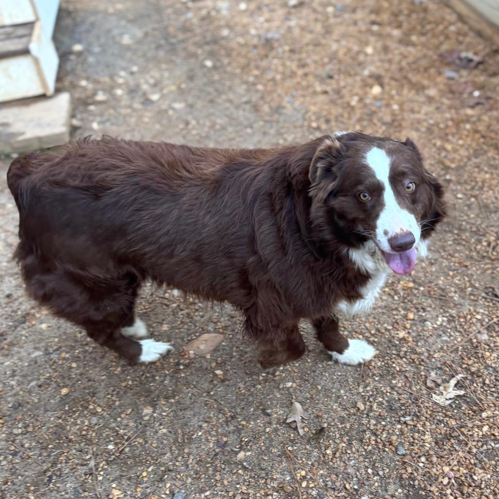 Enlarge Tiesdale, a Adoptable mixed breed in Fredericksburg, VA image 5/5