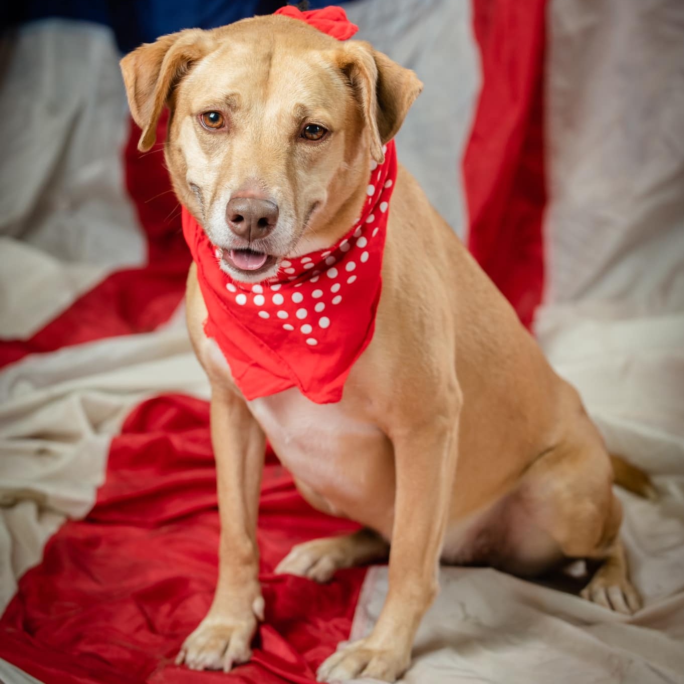 Lou Lou Furr (CONC-A-88), a Adoptable mixed breed in Concord, NC image 1/3