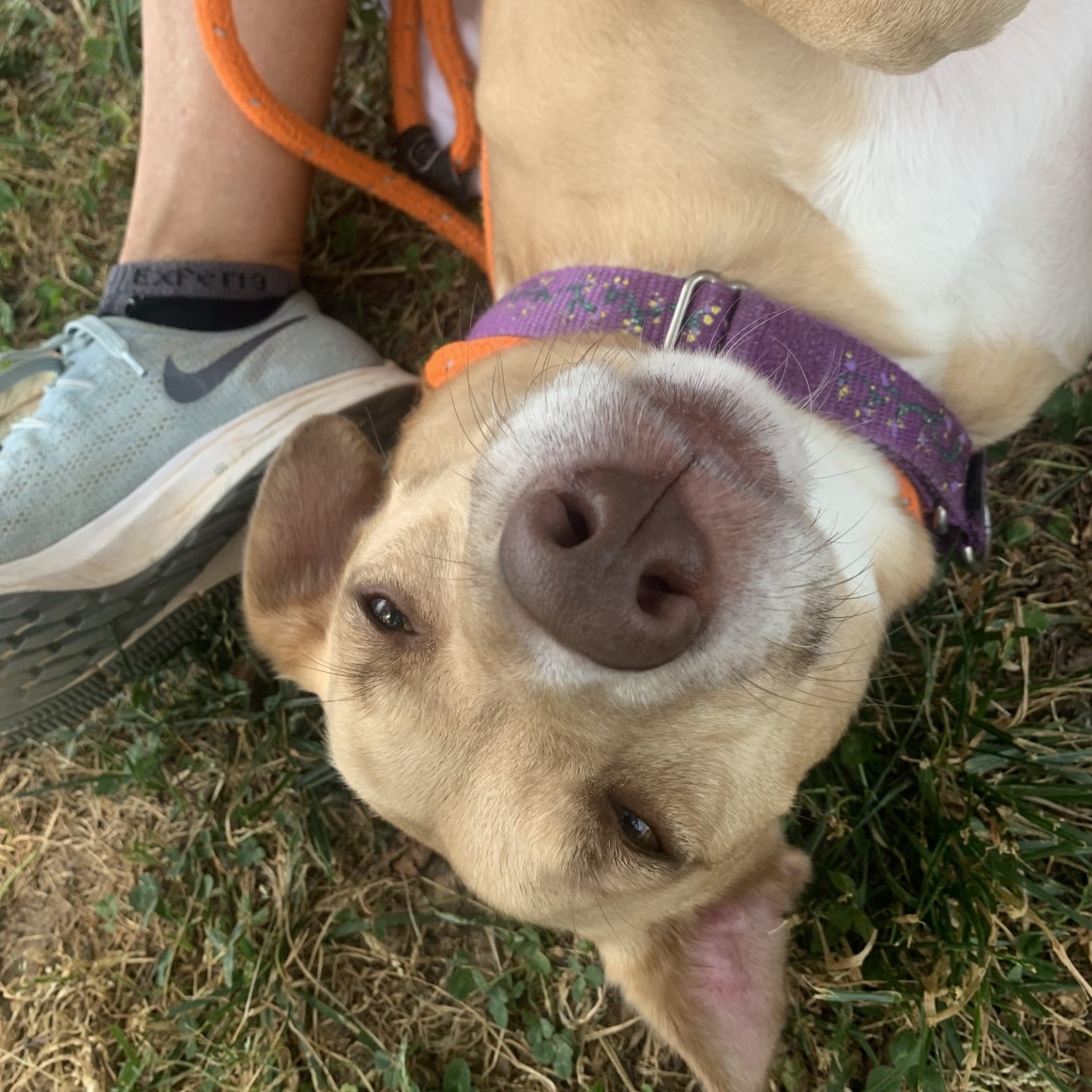 Lou Lou Furr (CONC-A-88), a Adoptable mixed breed in Concord, NC image 2/3