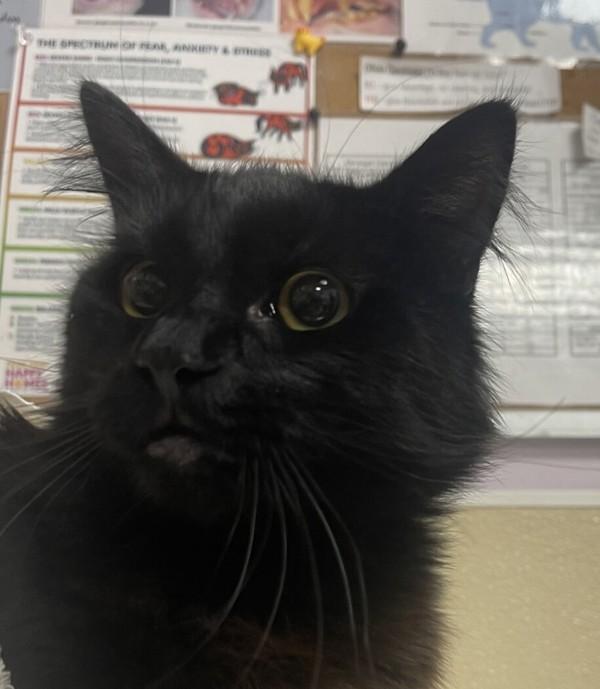 Enlarge Hot Pocket, a Adoptable mixed breed in Vancouver, WA image 1/1