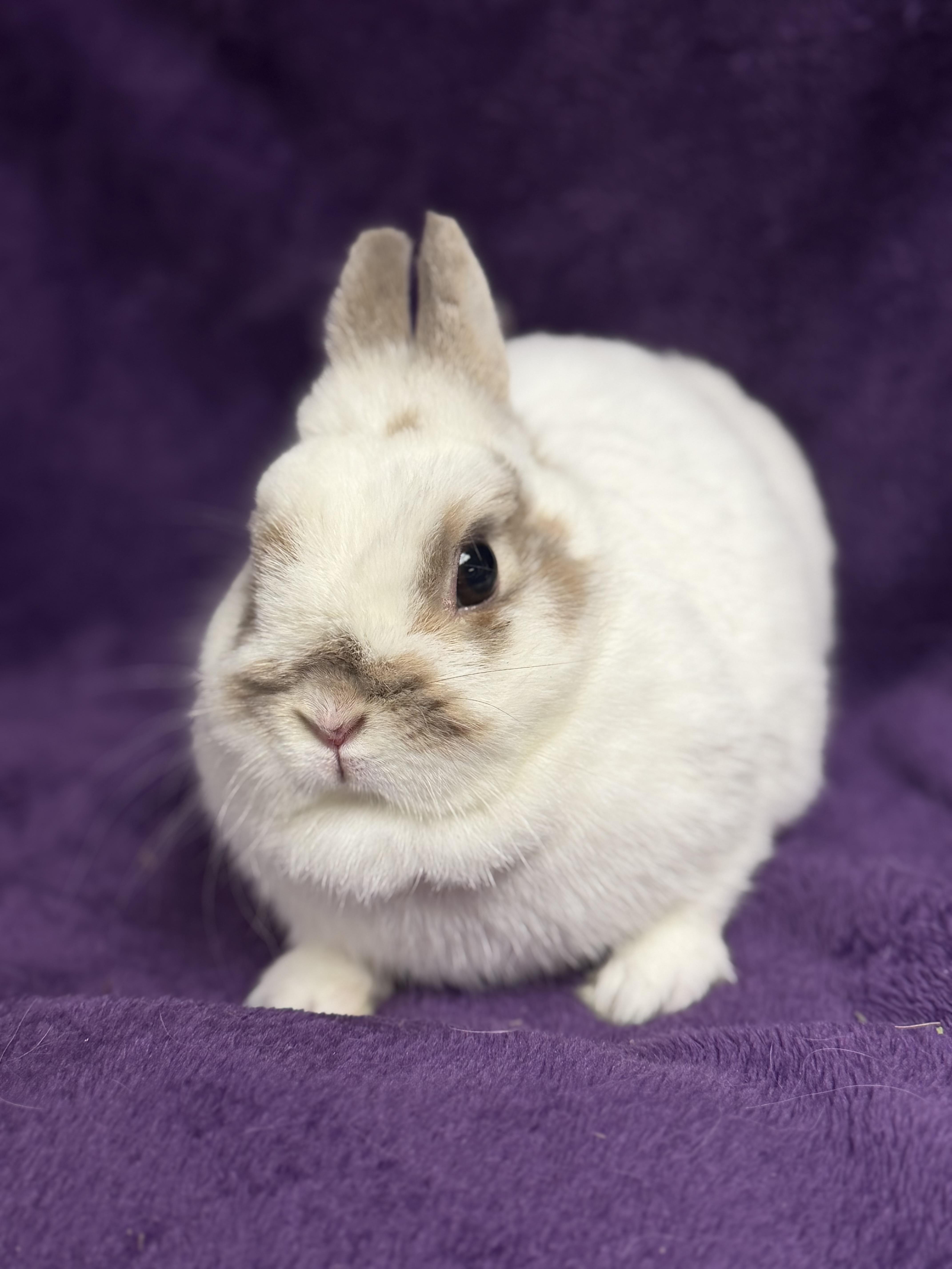Tiny Tina: video!!, an adopted Netherland Dwarf in Edinburg, PA image 6/6