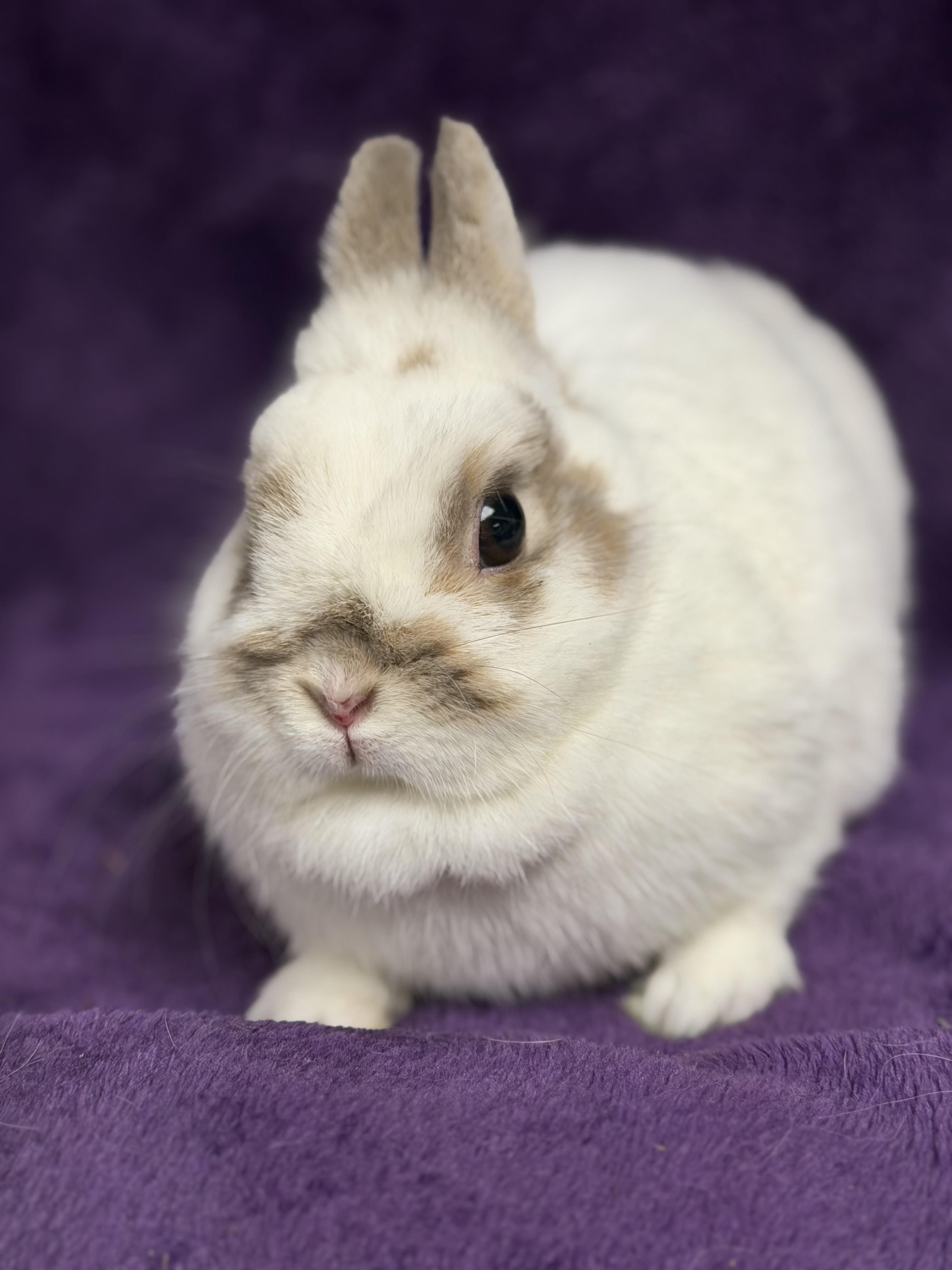 Tiny Tina: video!!, an adopted Netherland Dwarf in Edinburg, PA image 5/6
