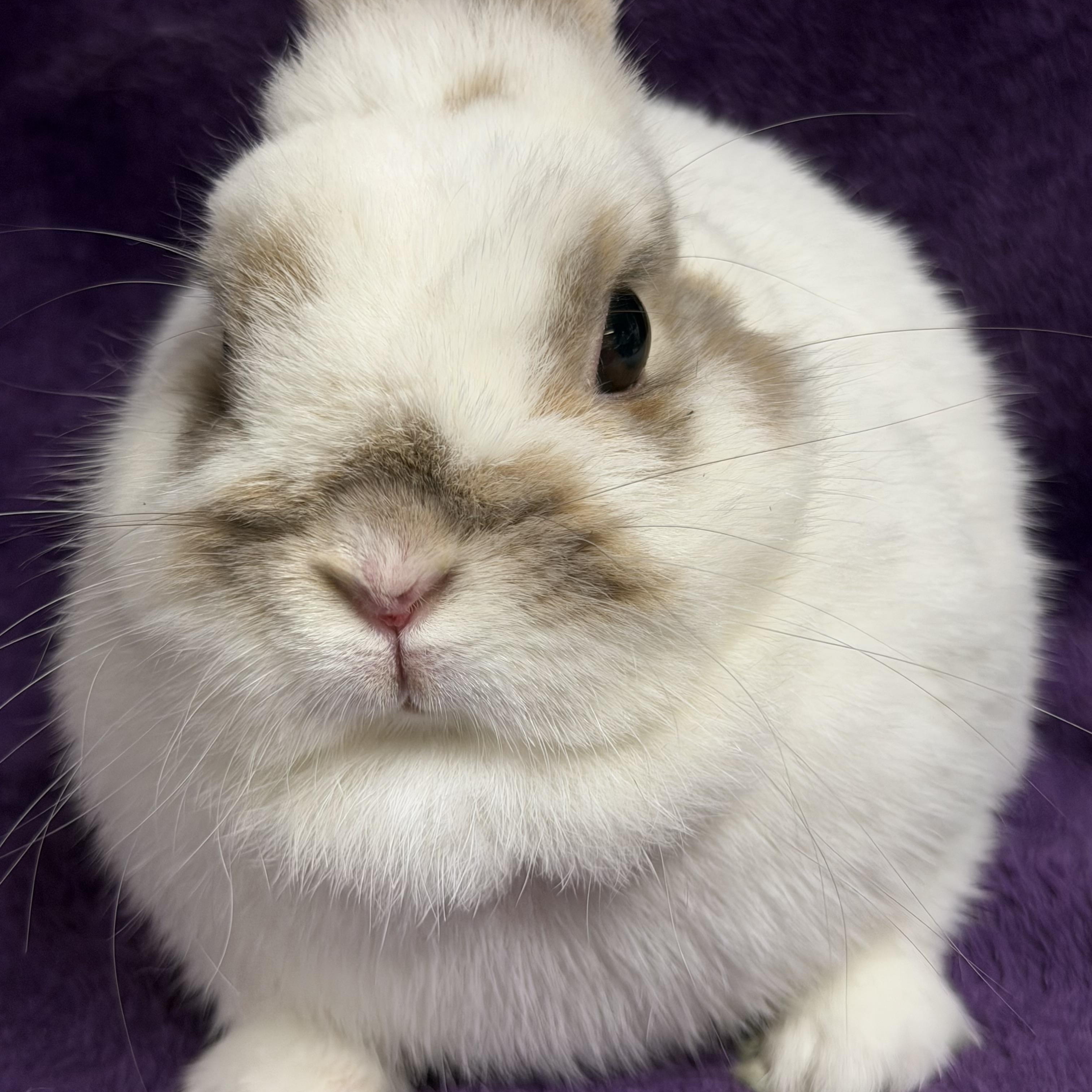 Tiny Tina: video!!, an adopted Netherland Dwarf in Edinburg, PA image 3/6