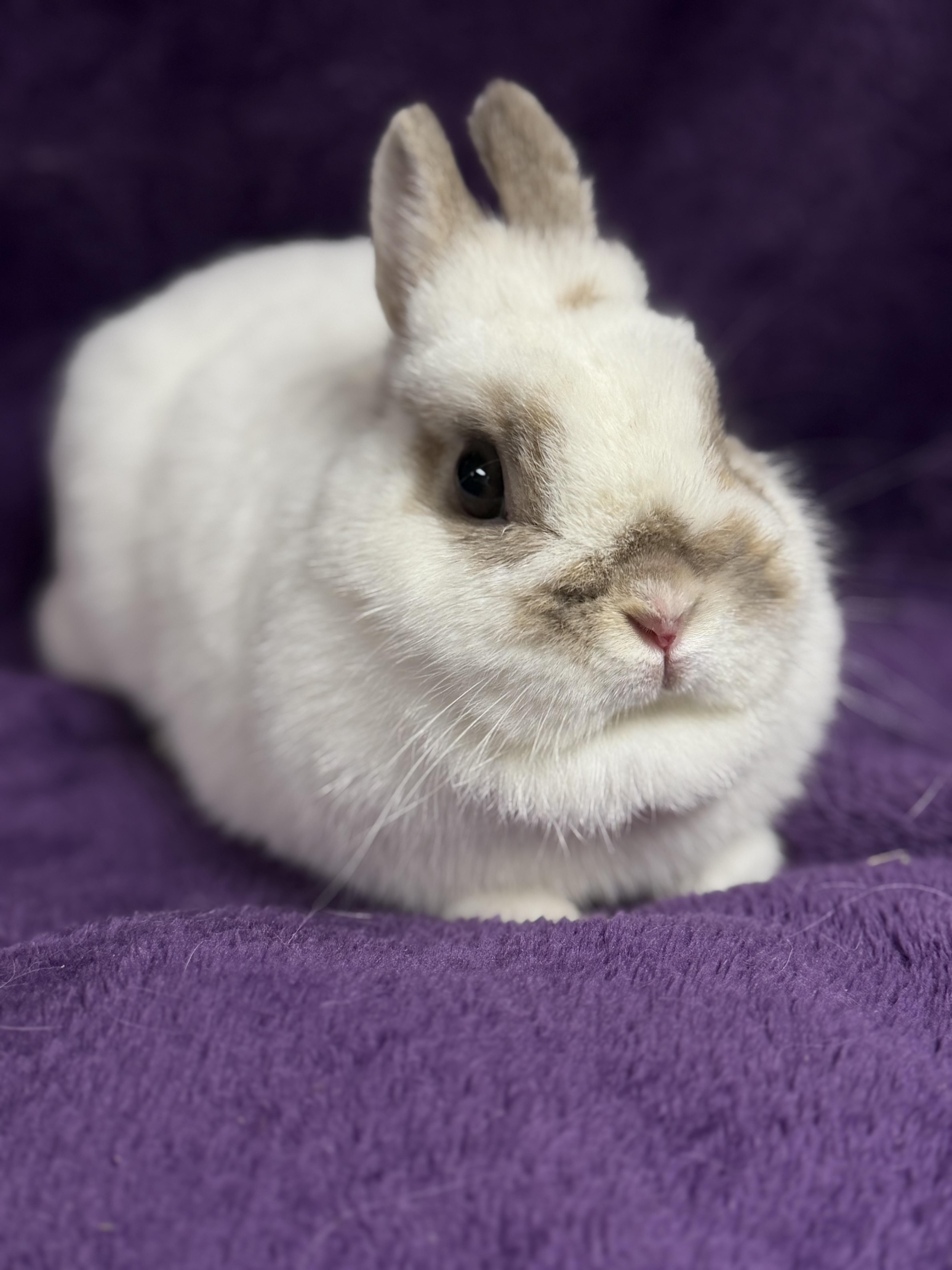 Tiny Tina: video!!, an adopted Netherland Dwarf in Edinburg, PA image 4/6
