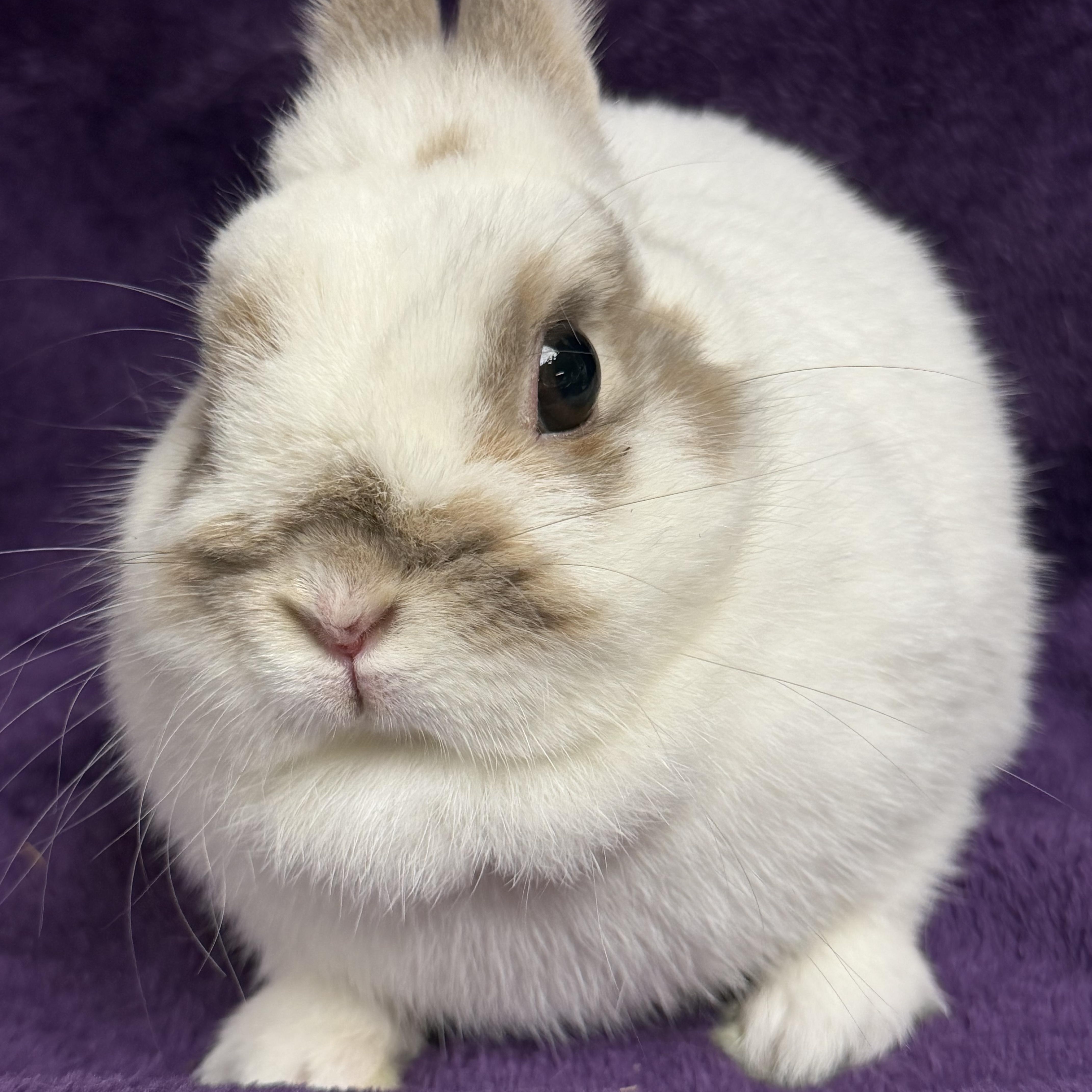 Tiny Tina: video!!, an adopted Netherland Dwarf in Edinburg, PA image 1/6