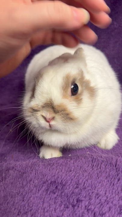 Enlarge Tiny Tina: video!!, an adopted Netherland Dwarf in Edinburg, PA video 2/6