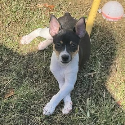 Rip, adopted, Puppy Male Rat Terrier.